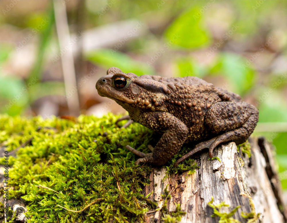 Fototapeta premium Detailed Close-Up of a Brown Toad on Mossy Log in Natural Habitat