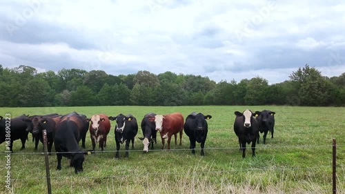 Wallpaper Mural Low Level Passover A Small Herd Of Cows In A Pasture Torontodigital.ca