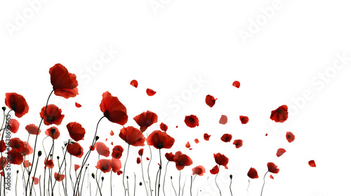 Red poppy patel gently falling on white background 