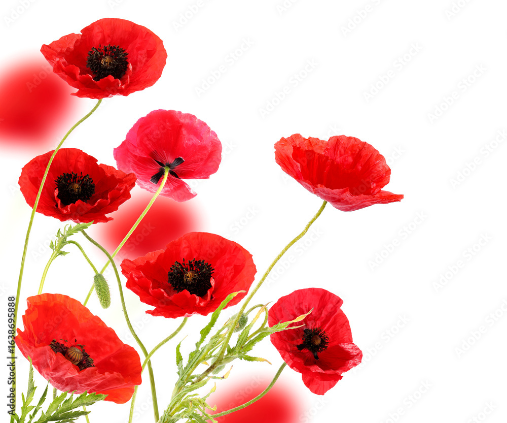 Naklejka premium Red poppies on white background. Wild flowers