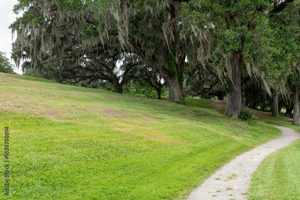 Fototapeta premium Path Under Spanish Moss Trees. A winding dirt path curves beneath towering oak trees draped in Spanish moss at Middleton Place Plantation.