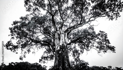 Wallpaper Mural Majestic black and white tree reaching towards the sky. Torontodigital.ca