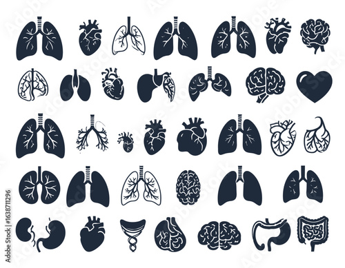 A collection of stylized illustrations showcasing various human internal organs in a clean, graphic style.