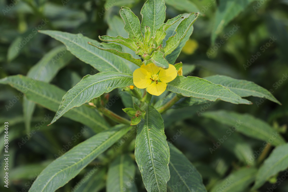 Yellow flowers and green leaves of healthy plant growing in vegetable garden Yellow flowers and green leaves of healthy plant growing in vegetable garden