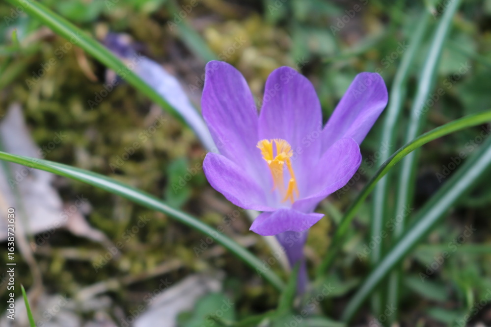 Fototapeta premium Blooming flowers in a spring park