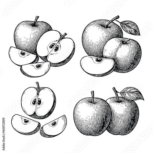 Detailed hand drawn sketch illustration of whole and sliced apples in a vintage artistic style