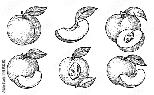 Detailed hand drawn sketch illustration of fresh ripe plums and sliced plum pieces with green leaves