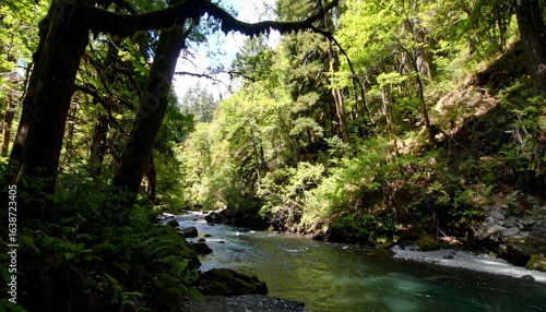 Lush forest stream with dappled sunlight.