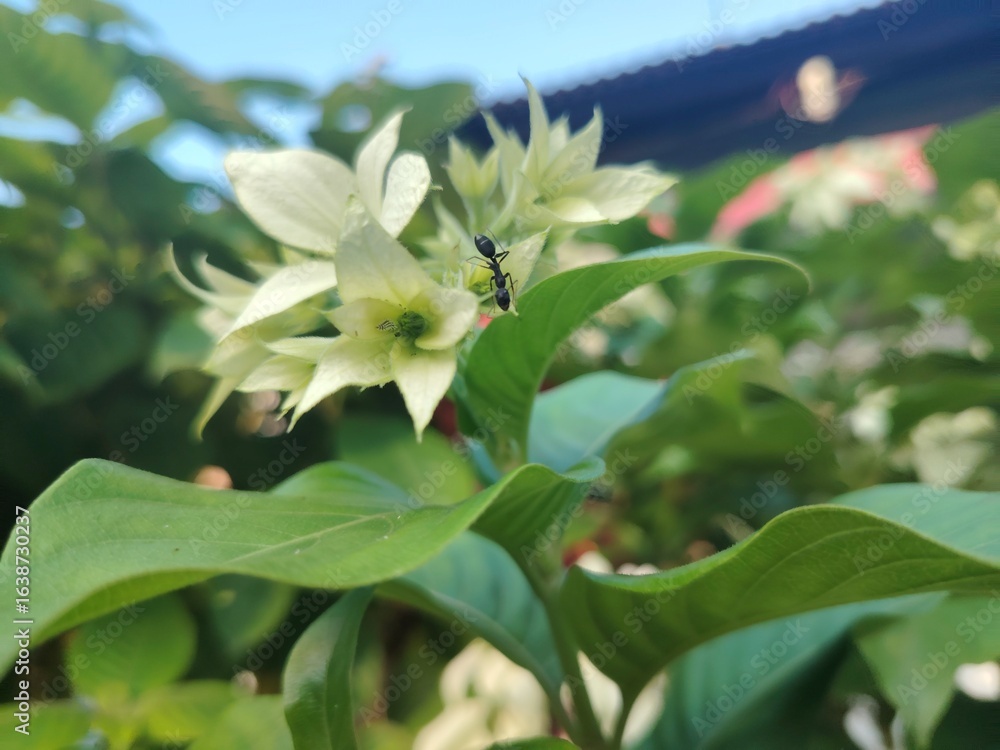 Obraz premium Ant Crawling on Delicate White Flower with Green Leaves and Blue Sky Beauty of Nature Macro Shot