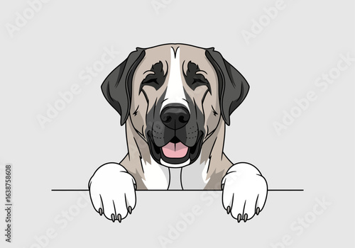 Happy Anatolian Shepherd dog with black mask and ears peeking over a border, vector illustration.