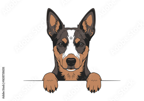 Illustration of a brown, black, and white Australian Cattle Dog head and paws peering over a white ledge.