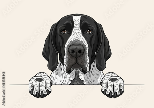 Portrait of a black and white Pointer dog with paws resting on a ledge, looking directly at the viewer.