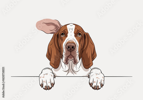 An adorable brown and white Basset Hound dog with one ear flapping in the wind, peeking over a surface.