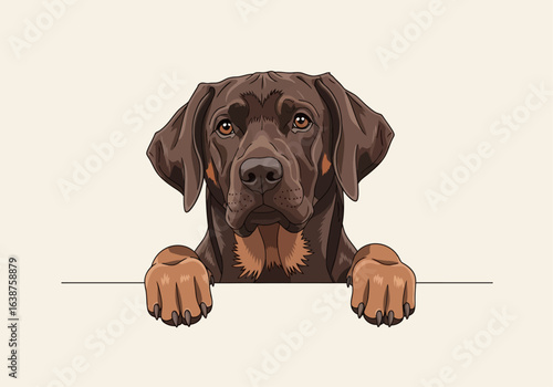 A close-up illustration of a brown dog with floppy ears peeking over a white surface.