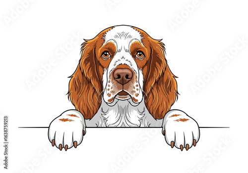 A friendly, detailed illustration of a spaniel dog peering over a blank, white surface.