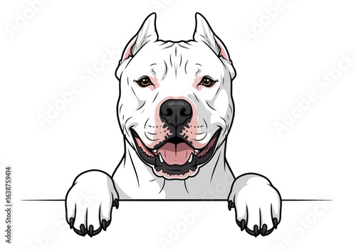 A white Dogo Argentino dog with cropped ears smiling and peering over a white ledge, paws visible.
