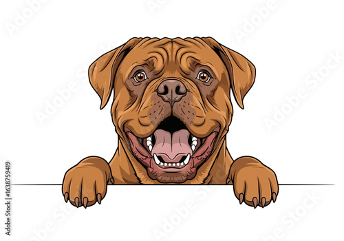 A happy brown Dogue de Bordeaux dog with an open mouth peeks over a white edge.