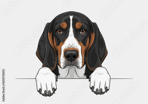 A friendly dog, with striking tricolor markings, peering over a blank surface, engaging the viewer.