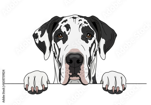 A black and white spotted Great Dane peers over a white ledge, paws resting on the edge, looking forward.