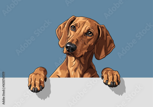 A curious Vizsla dog peers over a white surface, paws resting on the edge, against a muted blue background.