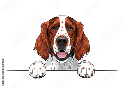 A cheerful Irish Setter dog portrait with a happy expression, paws resting on a white surface.