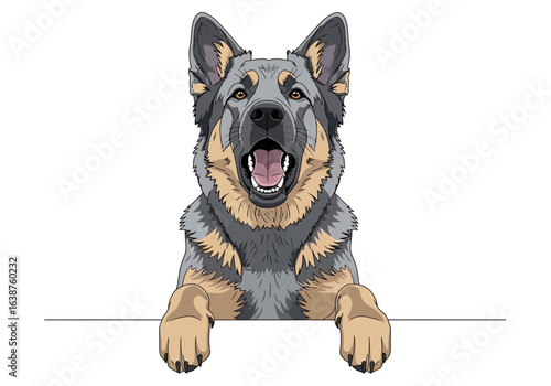 Alert German Shepherd dog peeking over a white banner, panting happily.