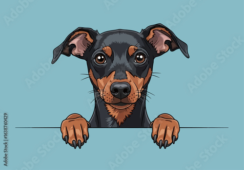 A charming illustration of a Miniature Pinscher dog peering over a blue surface, looking directly at the viewer.