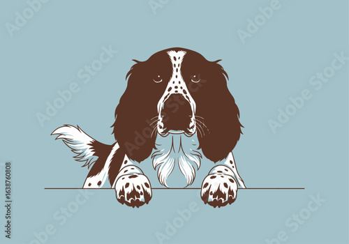 A charming English Springer Spaniel peers over a pale blue surface, paws resting on the edge.