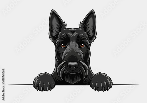 Black Scottish Terrier peeking over a white border.