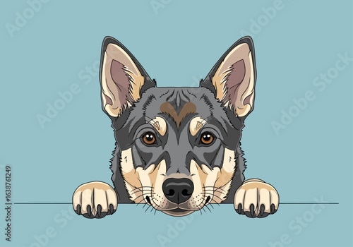 A charming blue heeler dog peeks over a pale blue surface, paws visible, showcasing its friendly expression.