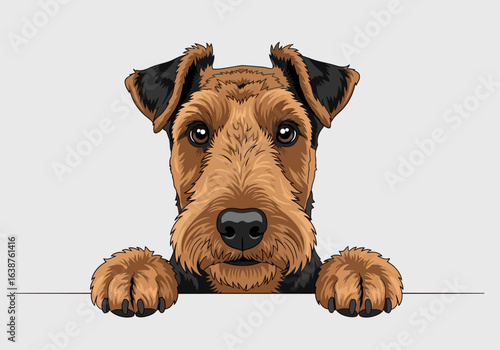 A curious Airedale Terrier dog peeks over a white surface, paws resting on the edge.