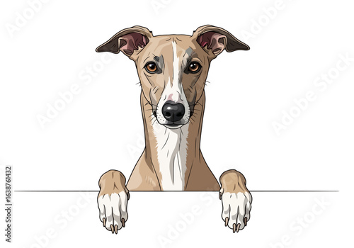 A detailed illustration of a Whippet dog looking over a white surface with its paws.