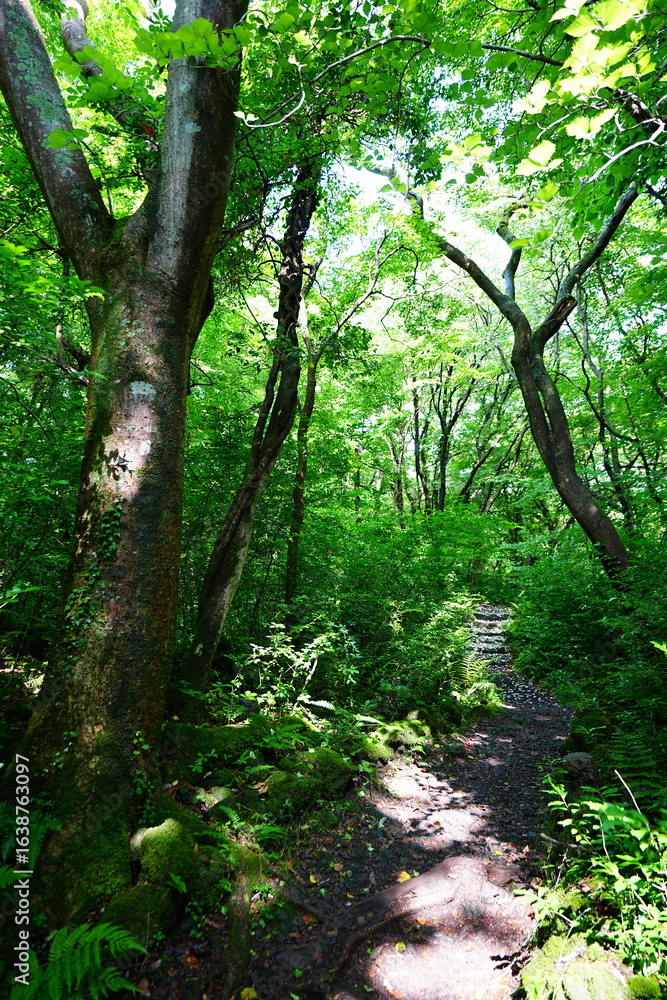 Naklejka premium fine spring path through old trees and ferns