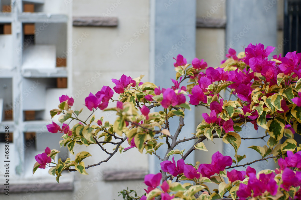 Vibrant Magenta Bougainvillea Blooms and Variegated Leaves Against Modern Architecture Vibrant Magenta Bougainvillea Blooms and Variegated Leaves Against Modern Architecture