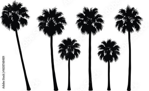 Palm tree silhouette set, tropical landscape, exotic plants, summer nature, beach trees, vacation background, tropical palms, isolated black shapes