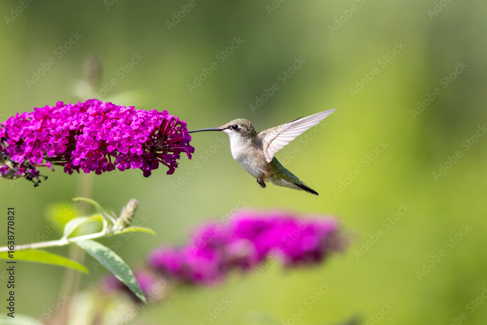 Fototapeta premium Ruby Throated Hummingbird feeds on purple Butterfly Bush, Buddleia, on a bright summer day