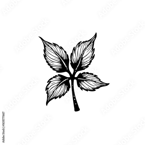 Elegant Single Leaf Branch Botanical Illustration for Graphic Design Projects