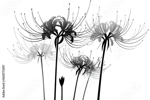 Silhouetted, grayscale representation of several spider lilies
