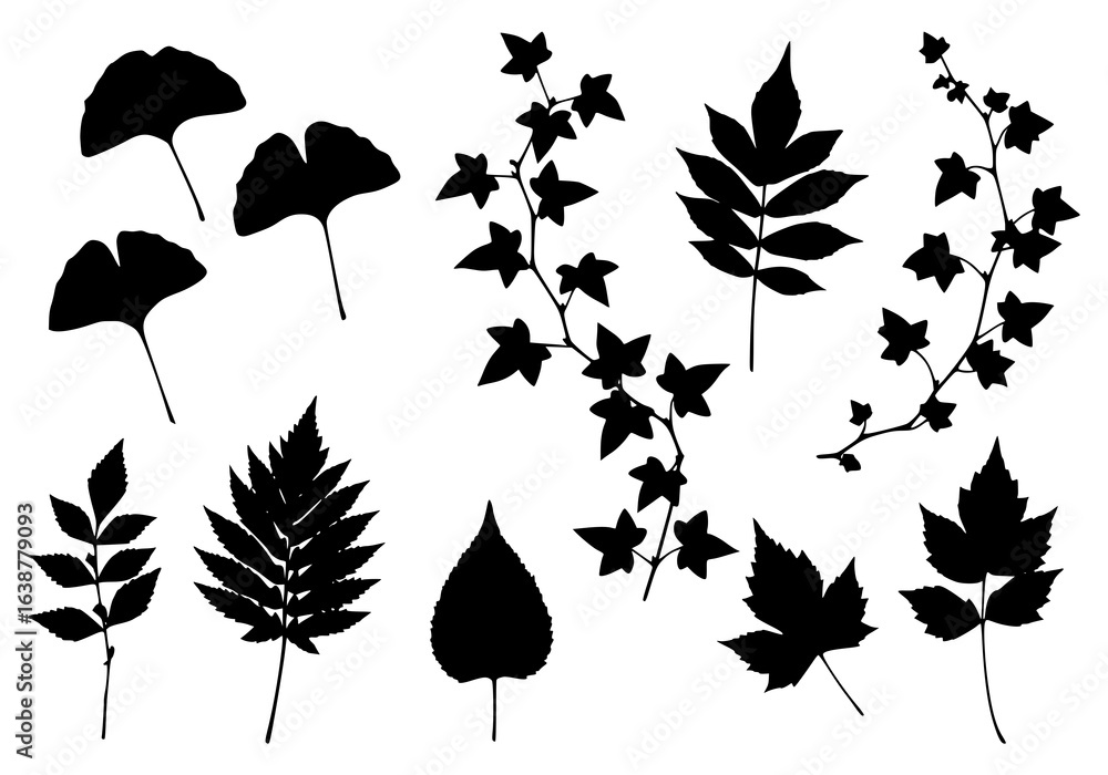 Obraz premium A beautiful set of autumn leaves, including maple, oak, and birch, in a vibrant fall collection perfect for vector design and seasonal decoration