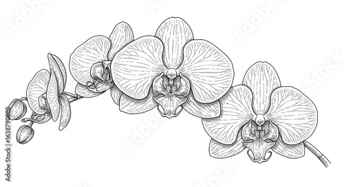 Detailed Black and White Orchid Illustration with Delicate Petal Veins