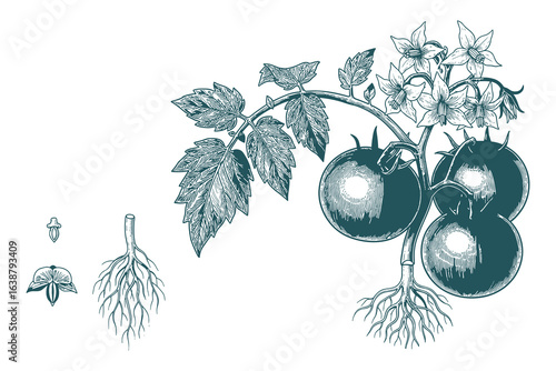 Botanical Illustration Tomato Plant with Fruits Flowers and Roots Engraved Style Vector Illustration