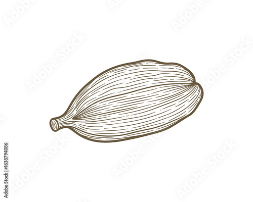 Cardamom Pod Spice, Aromatic Grain, Spice Plant Seed, Natural Flavor Ingredient, Engraved Vector Illustration