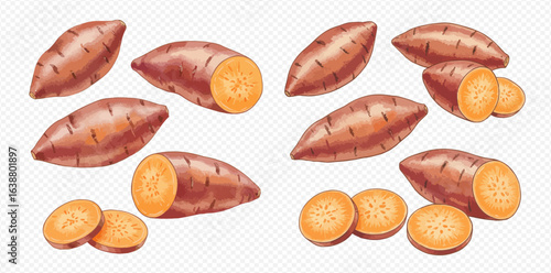 A collection of illustrated sweet potatoes, shown whole, cut in half, and sliced into round pieces on a transparent background.
