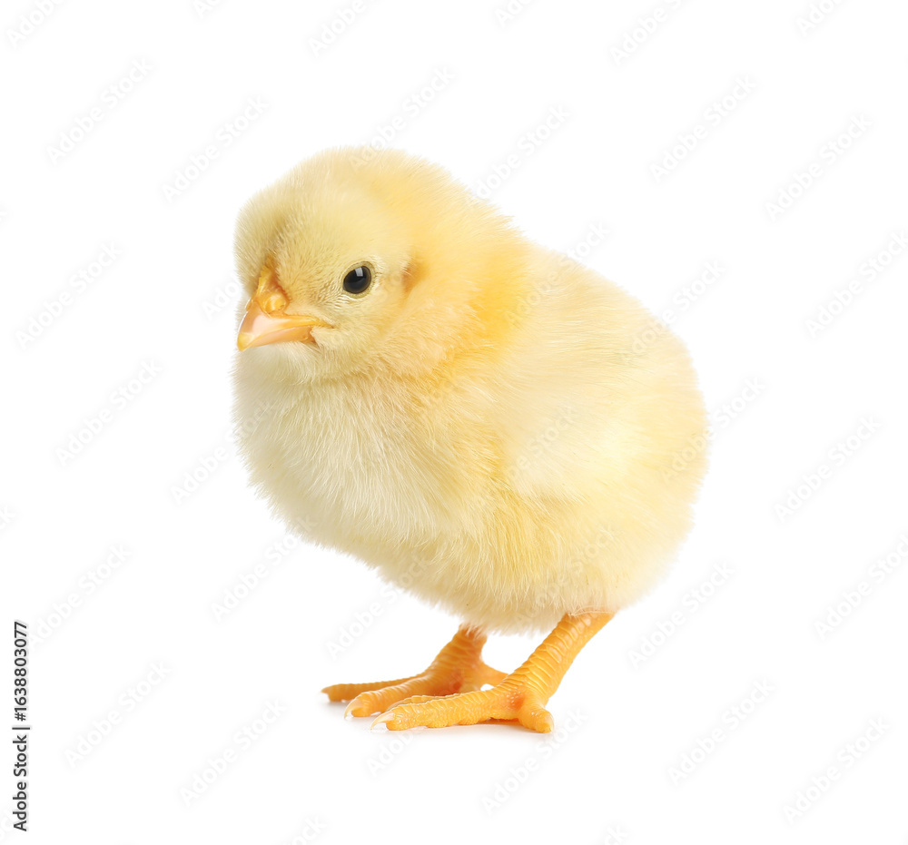 Fototapeta premium Cute little chick on white background