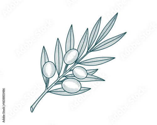Olive Branch with Leaves and Olives, Hand Drawn Style, Teal Color, Vector Illustration