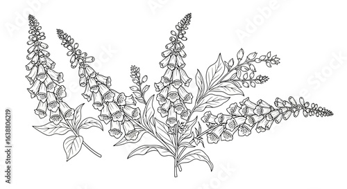 Elaborate detailed line art drawing of foxglove flowers in full bloom