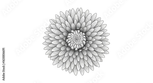 Elegant monochrome aster flower illustration displaying intricate petal details