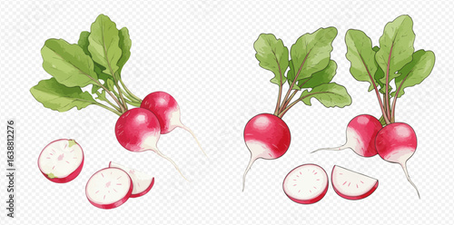 Watercolor illustrations of fresh red radishes, showing whole vegetables with green tops and sliced pieces.