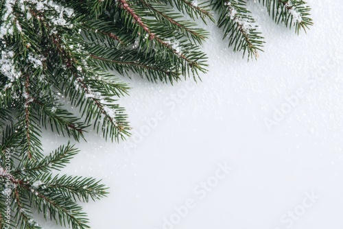 Fresh pine boughs, dusted with snow, against a light gray background