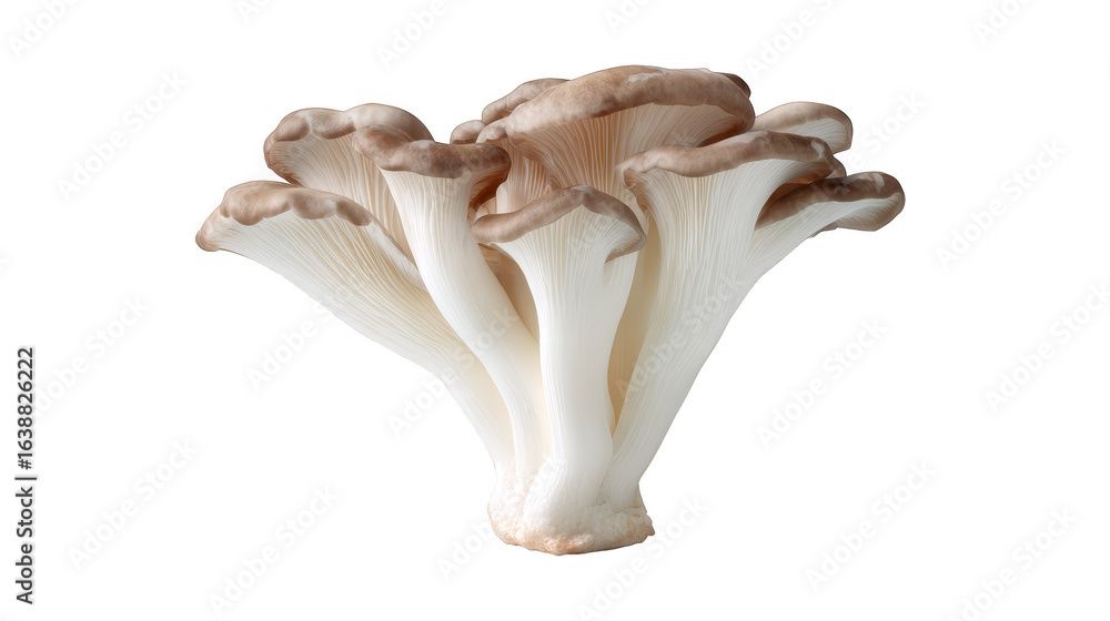Fototapeta premium A detailed macro photograph capturing the intricate textures and gills of a single solitary mushroom specimen dramatically isolated against a stark pure black background.